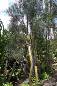 Guadeloupe Août 2015-02828        